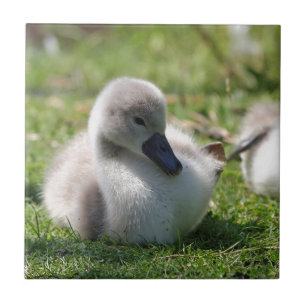 Babyschwan Fliese