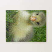 Babyschwanz Puzzle (Horizontal)