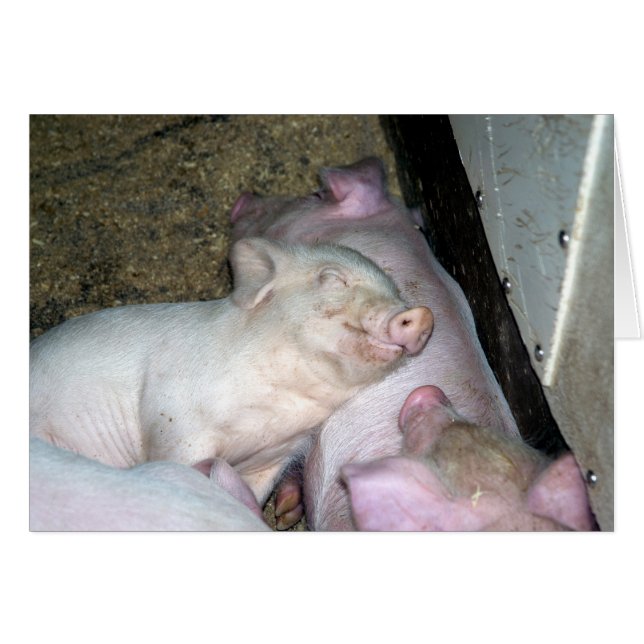 Babyschweine (Vorderseite (Horizontal))