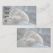 Babyseellion, Galapagos-Inseln Visitenkarte (Vorne/Hinten)