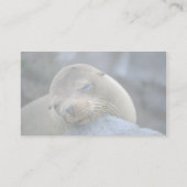 Babyseellion, Galapagos-Inseln Visitenkarte (Rückseite)