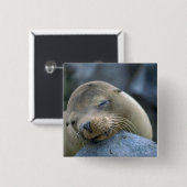 Babyseelöwe, Galapagos-Inseln Button (Vorne & Hinten)