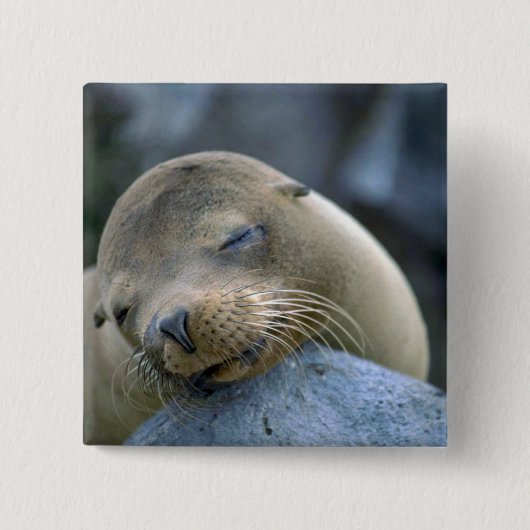 Babyseelöwe, Galapagos-Inseln Button (Vorderseite)
