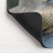 Babyseelöwe, Galapagos-Inseln Mousepad (Ecke)