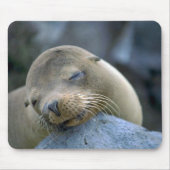 Babyseelöwe, Galapagos-Inseln Mousepad (Vorne)