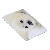 Babytrappe Siegel auf Eis des Weißen Meeres Magnet (Rechte Seite)