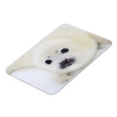 Babytrappe Siegel auf Eis des Weißen Meeres Magnet (Linke Seite)