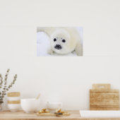 Babytrappe Siegel auf Eis des Weißen Meeres Poster (Küche)