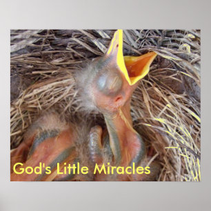 Babyvögel - Gottes kleine Wunder Poster