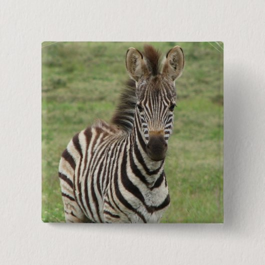 Babyzebra-Quadrat-Button Button (Vorderseite)