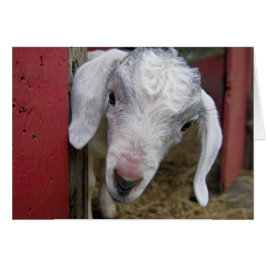 Babyziege erreicht den Roten Stall