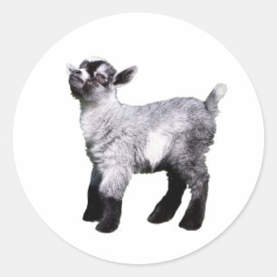 Babyziege links runder aufkleber