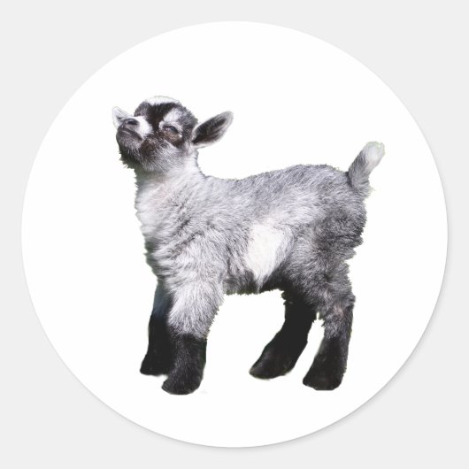 Babyziege links runder aufkleber (Vorderseite)