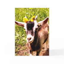 Babyziege mit Blume - Blankokarte