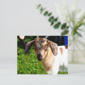 Babyziege - Postkarte (Stehend Vorderseite)