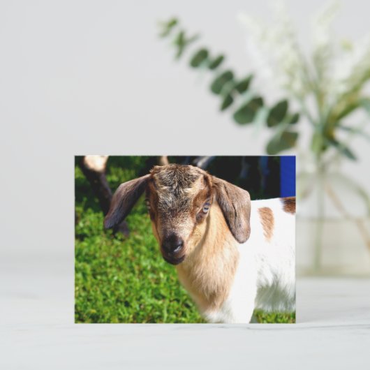 Babyziege - Postkarte (Stehend Vorderseite)