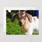 Babyziege - Postkarte (Vorne/Hinten)