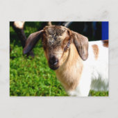Babyziege - Postkarte (Vorderseite)