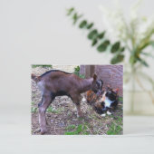 Babyziege und Katzenpostkarte Postkarte (Stehend Vorderseite)