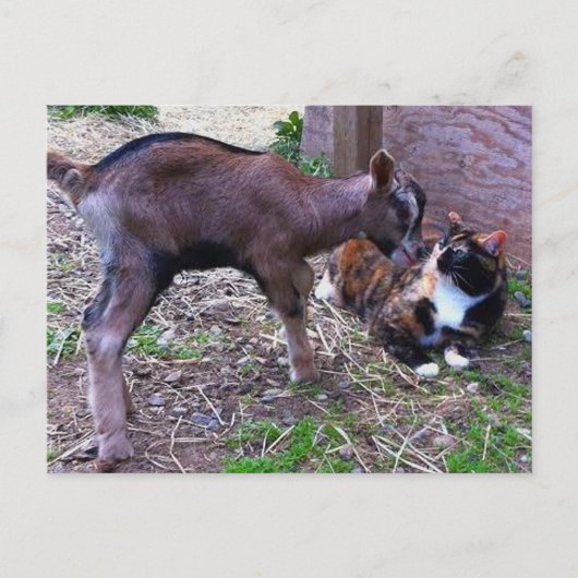 Babyziege und Katzenpostkarte Postkarte (Vorderseite)