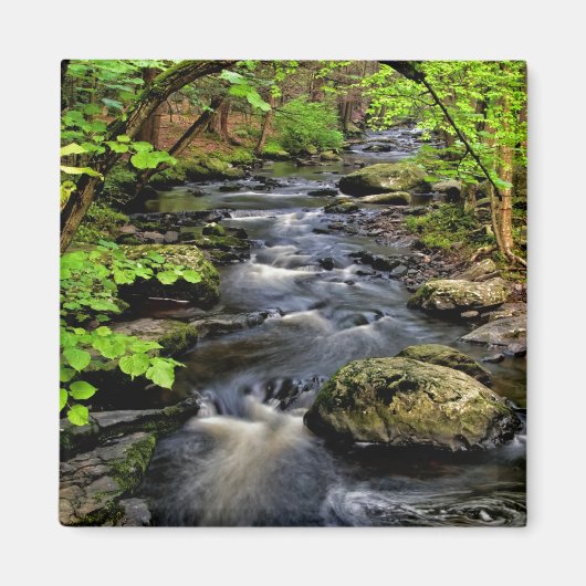 Bach fließt durch den Wald Magnet (Vorne)