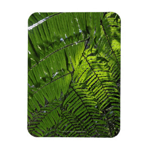 Bach MA Nationalpark Magnet