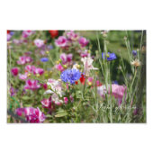 Bachelor Buttons Fotodruck (Vorne)