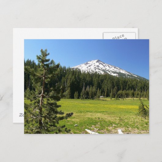 Bachelor & Firs Postkarte (Vorne/Hinten)