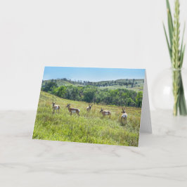 Bachelor Pronghorn Antelopes, Süddakota Karte