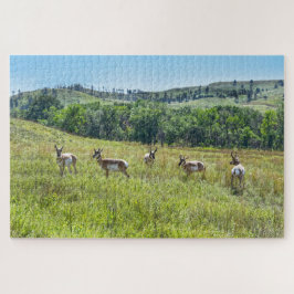 Bachelor Pronghorn Antelopes, Süddakota Puzzle