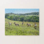 Bachelor Pronghorn Antelopes, Süddakota Puzzle (Horizontal)