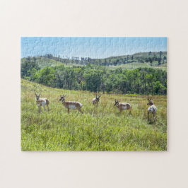 Bachelor Pronghorn Antelopes, Süddakota Puzzle