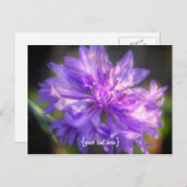 Bachelors Button Cornflower Postkarte (Vorne/Hinten)