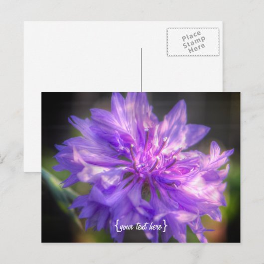 Bachelors Button Cornflower Postkarte (Vorne/Hinten)