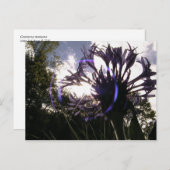 Bachelorsonne Postkarte (Vorne/Hinten)