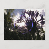 Bachelorsonne Postkarte (Vorderseite)