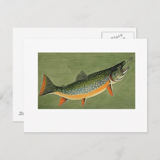 Bachforelle Art von Louis Agassiz Futes Postkarte (Vorne/Hinten)