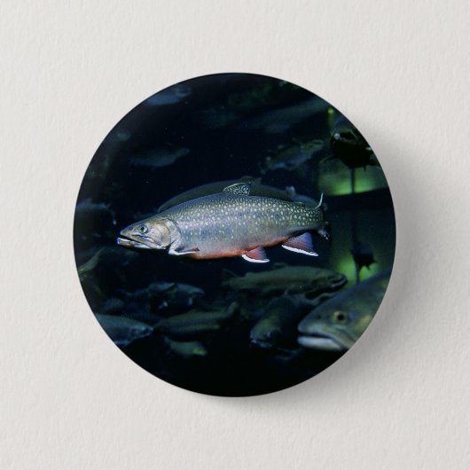 Bachforelle Button (Vorderseite)