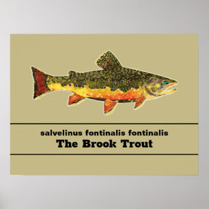 Bachforelle Fliege lateinischer Name Ichthyologie Poster