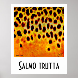 Bachforelle-Plakat Poster