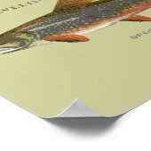 Bachforelle Poster (Ecke)