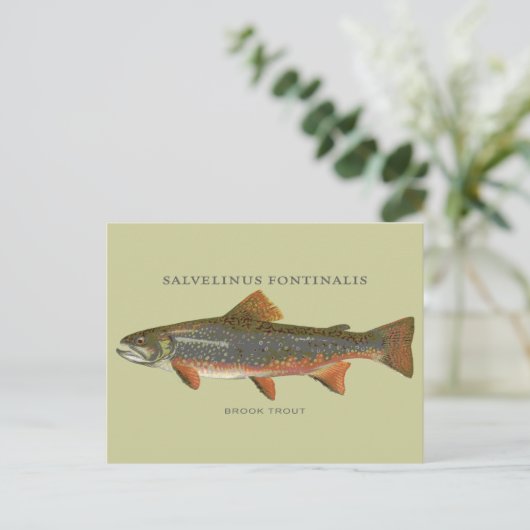 Bachforelle Postkarte (Stehend Vorderseite)