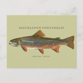Bachforelle Postkarte
