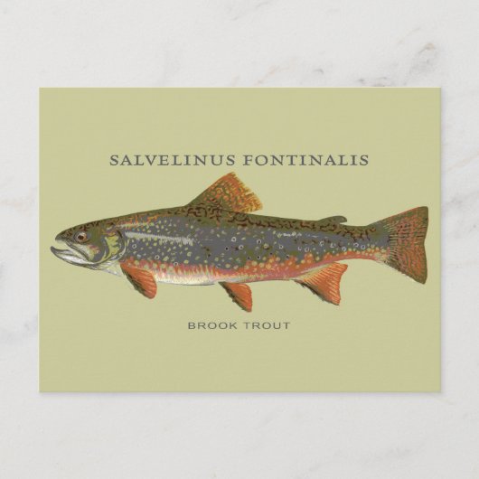 Bachforelle Postkarte (Vorderseite)