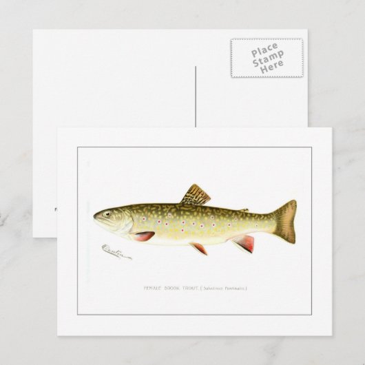 Bachforelle Postkarte (Vorne/Hinten)