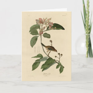 Bachman's Finch (Sparrow) Audubon Birds of America Karte