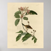 Bachman's Finch (Sparrow) Audubon Birds of America Poster (Vorne)