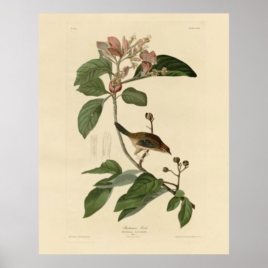 Bachman's Finch (Sparrow) Audubon Birds of America Poster (Vorne)