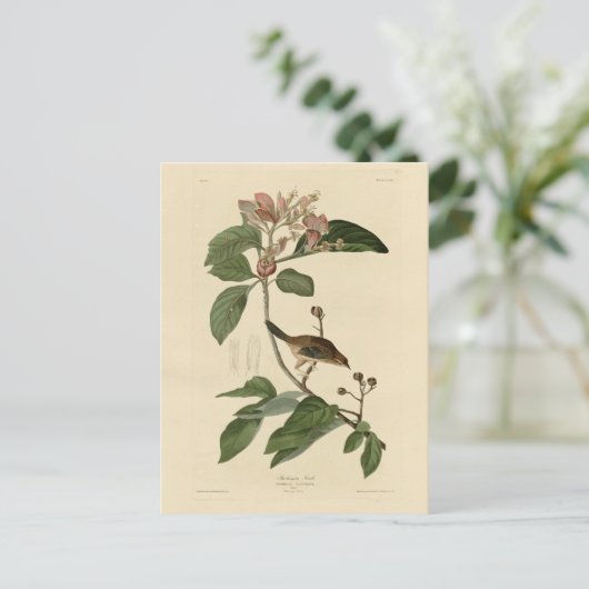 Bachman's Finch (Sparrow) Audubon Birds of America Postkarte (Stehend Vorderseite)