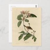 Bachman's Finch (Sparrow) Audubon Birds of America Postkarte (Vorne/Hinten)